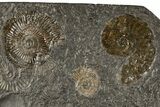 Dactylioceras Ammonite Cluster - Posidonia Shale, Germany #180416-1